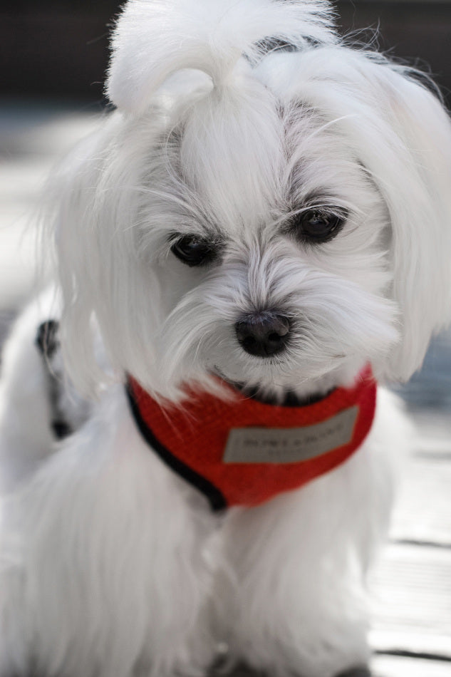Maltese dog in stylish red dog harness