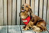 dachshund in stylish red dog harness