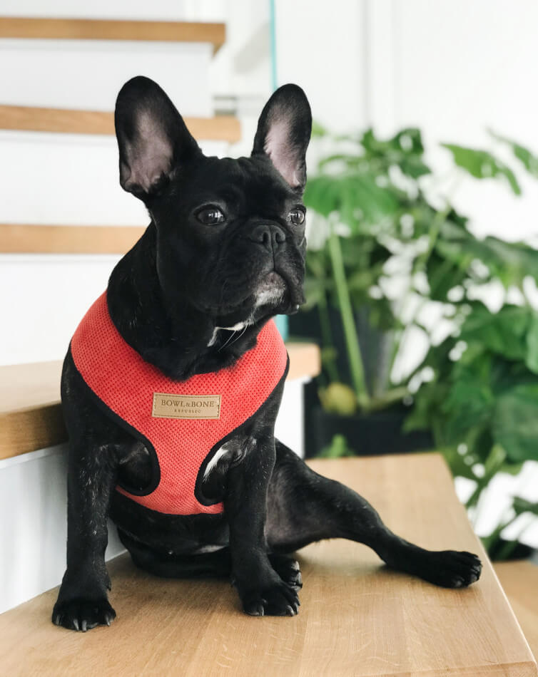 Red color small dog harness