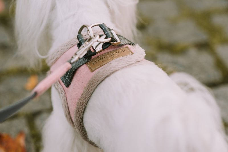 Cute dog with designer harness on