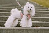 Designer harness and leash set for small dogs