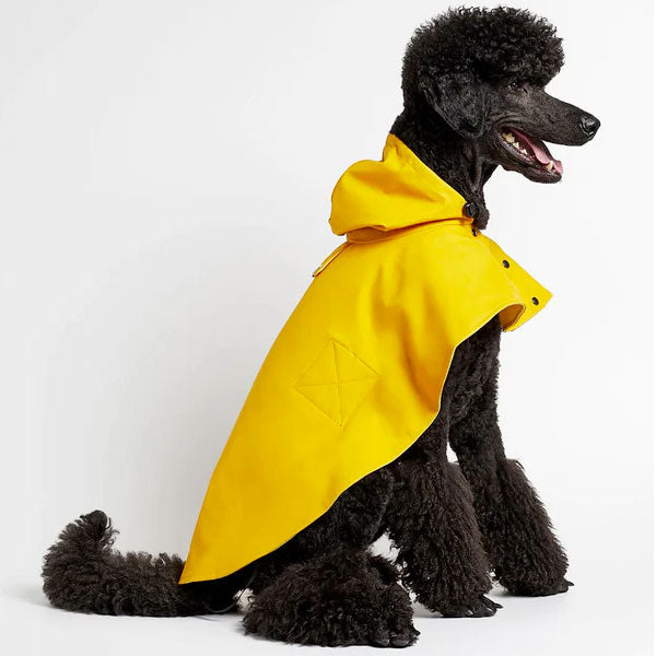 Large black dog with stylish yellow rain coat