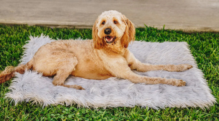 Large dog sitting on portable travel dog bed