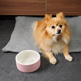Modern dog bowls safe and stylish