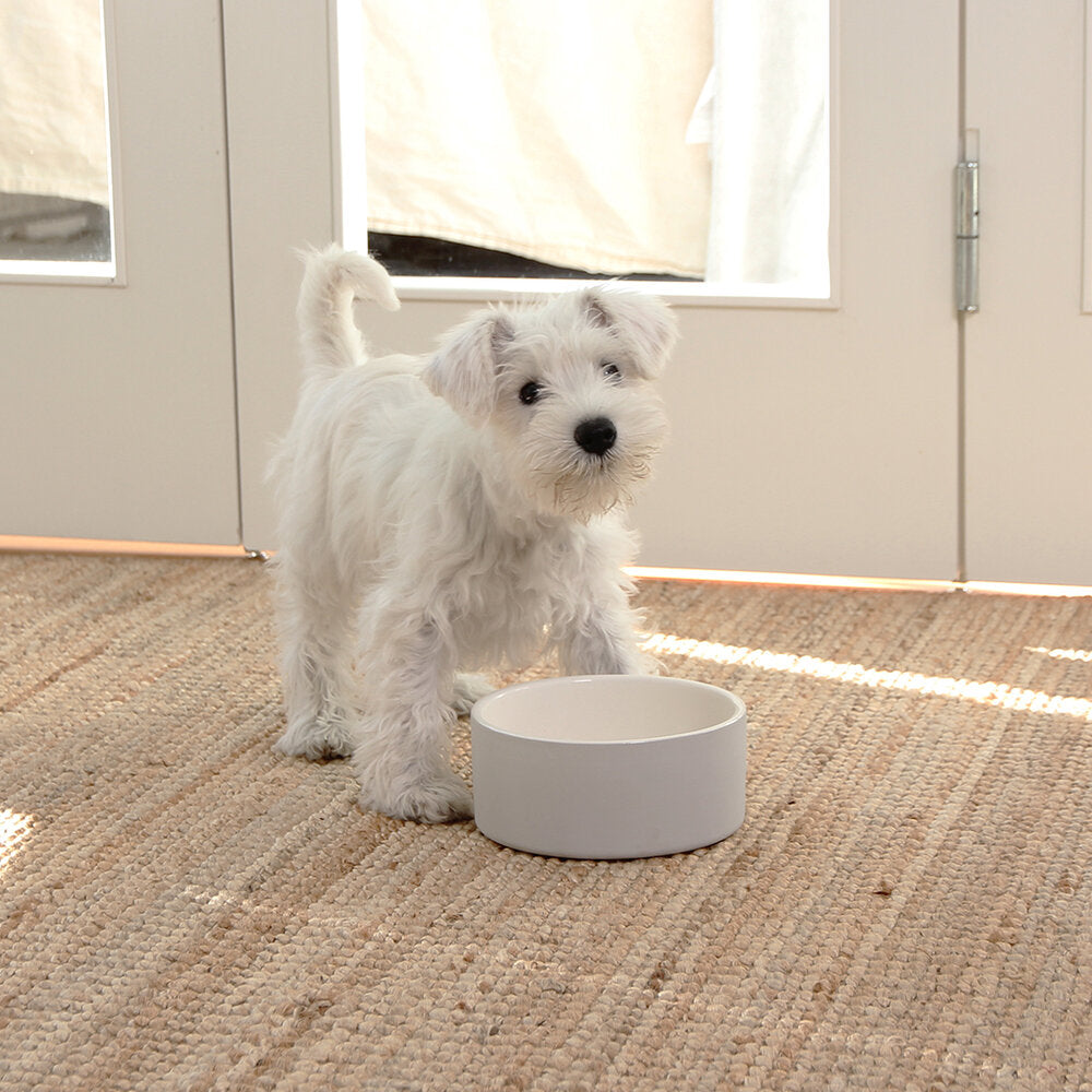 White terrier puppy drinking water from ceramic nontoxic paikka dog bowl