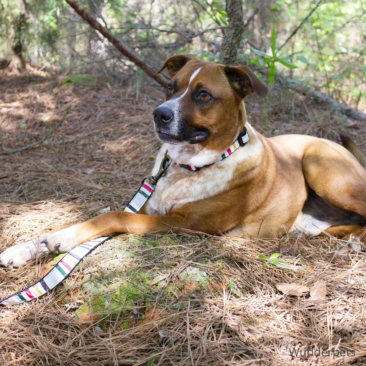 Pendleton Glacier National Park Hiker Leash