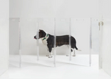 Medium size black dog next to acrylic dog gate