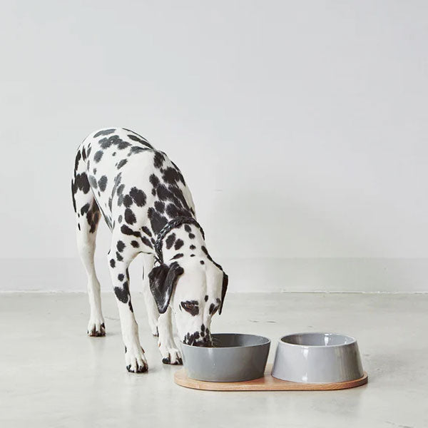 Dalmatian large dog with porcelain food and water bowl