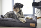 Schnauzer dog on Miacara Modern Cushion For Your Dog