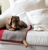 Dachshund on a sofa with a luxury wool blanket