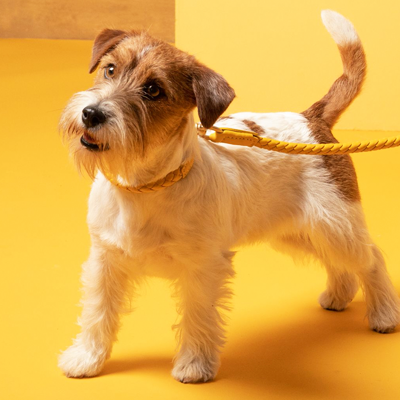Cute terrier with stylish leather dog collar and leash in yellow color.