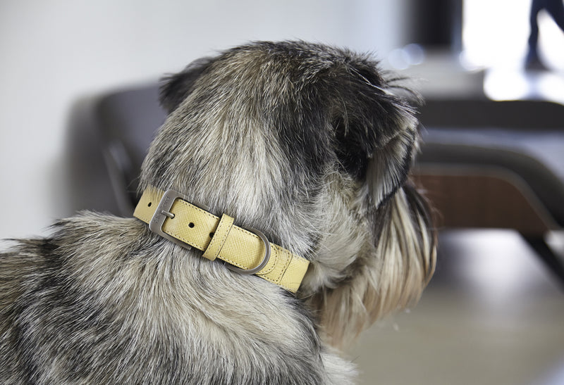 Statement dog collar from Miacara
