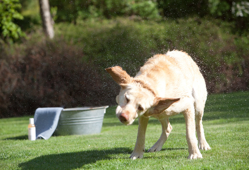 Large size dog shaking off after a bath to dry with microfiber dog towel