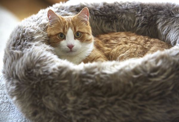Modern cat beds and necessities from Miacara