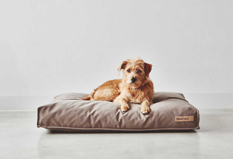 Terrier dog on Miacara Stella dog cushion bed taupe color