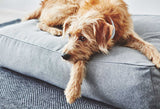 Quality designer dog beds from Miacara