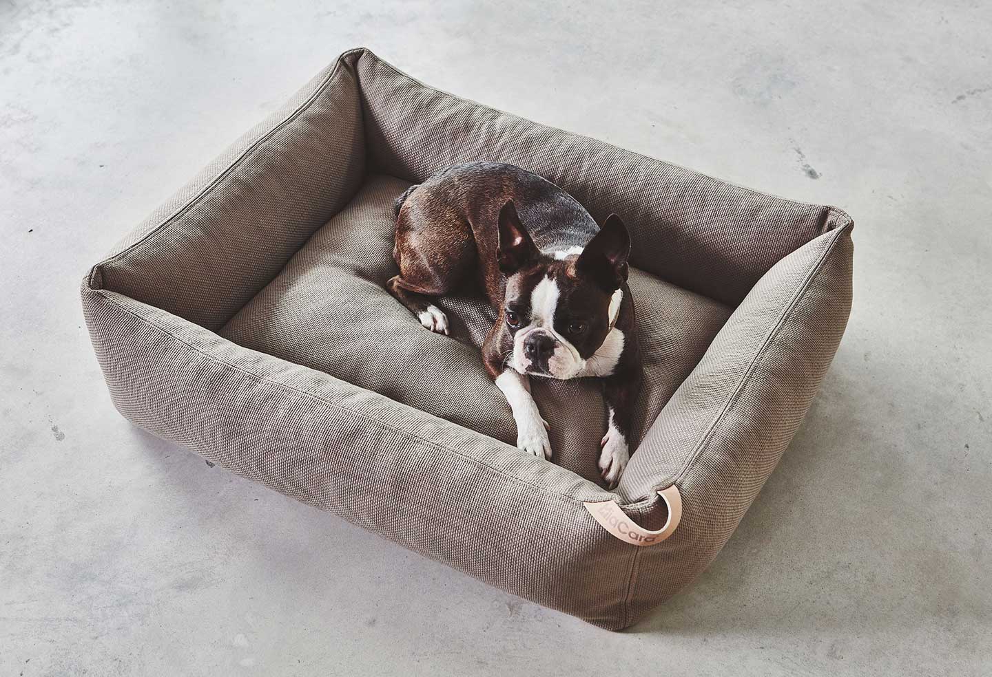 Boston Terrier sleeping on Miacara sonno dog bed comfortably. He thinks this is the best dog bed.