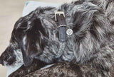 Dogs love the soft collars from Miacara