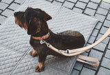 Italian Leather Dog Collar