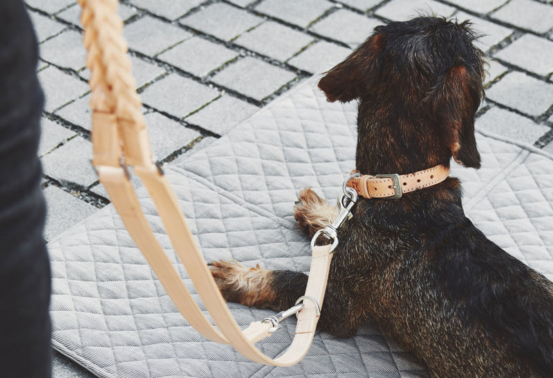MiaCara Bergamo Dog Collar in Brown, Size Medium: 15.4 - 17.7 Diameter