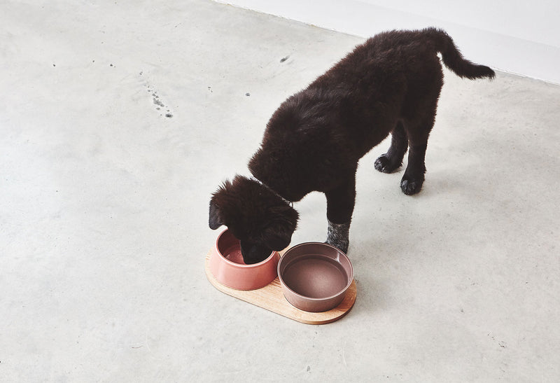 Large dog drinking from porcelain dog bowl