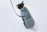 Boston terrier with Miacara dog coat