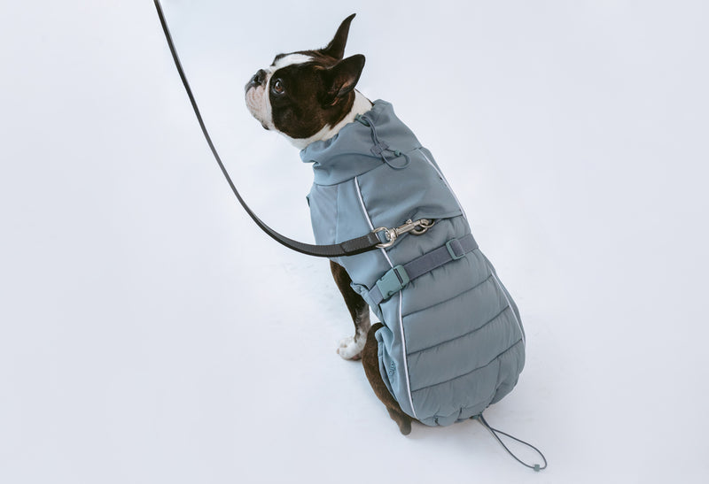 Boston terrier with Miacara dog coat