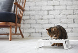 Cat with white Desco miacara elevated cat feeder