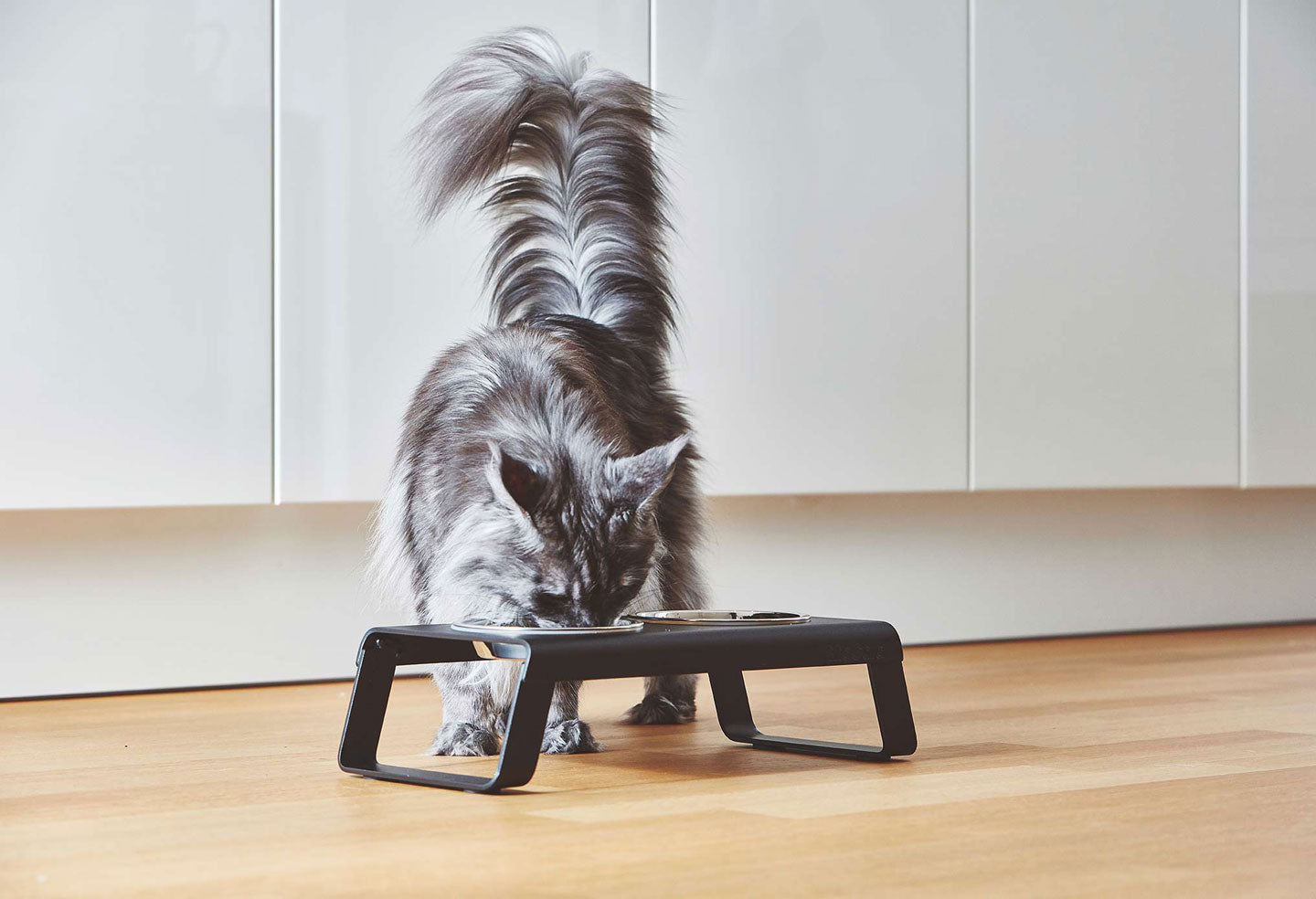 Cat eating from Desco Miacara cat feeder walnut frame