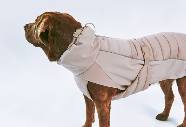 Large brown dog wearing Miacara Stefano winter dog coat