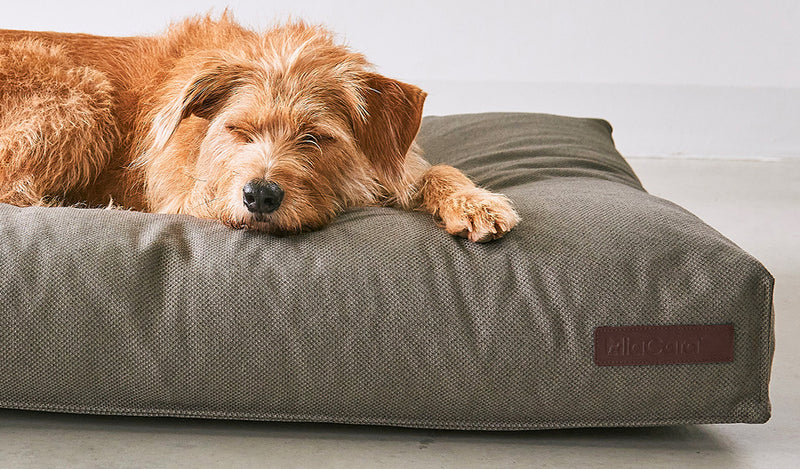 Large size dog sleeping on a Best large size dog bed for large breeds from Miacara dog brand.