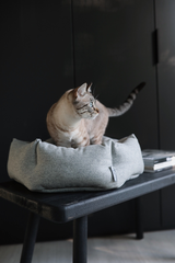 Cat enjoying a stylish miacara cat bed in her modern home.
