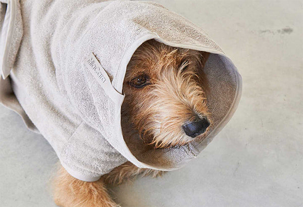 Terrier large dog wearing bathrobe towel
