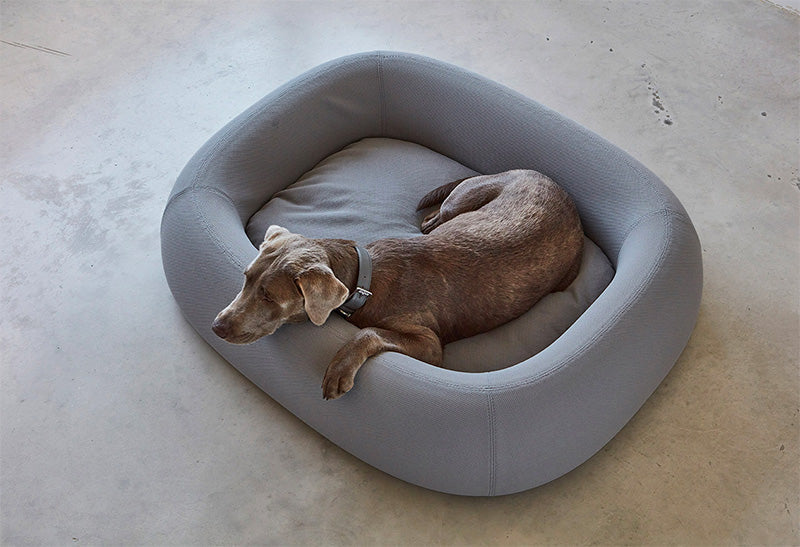 Weimaraner dog sleeping on large size dog bed by Miacara Barca.
