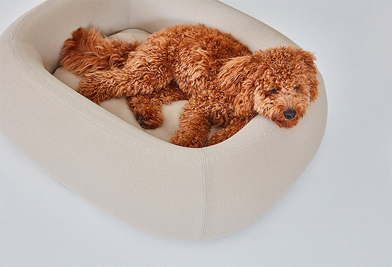 Labradoodle sleeping on modern Miacara Barca dog bed