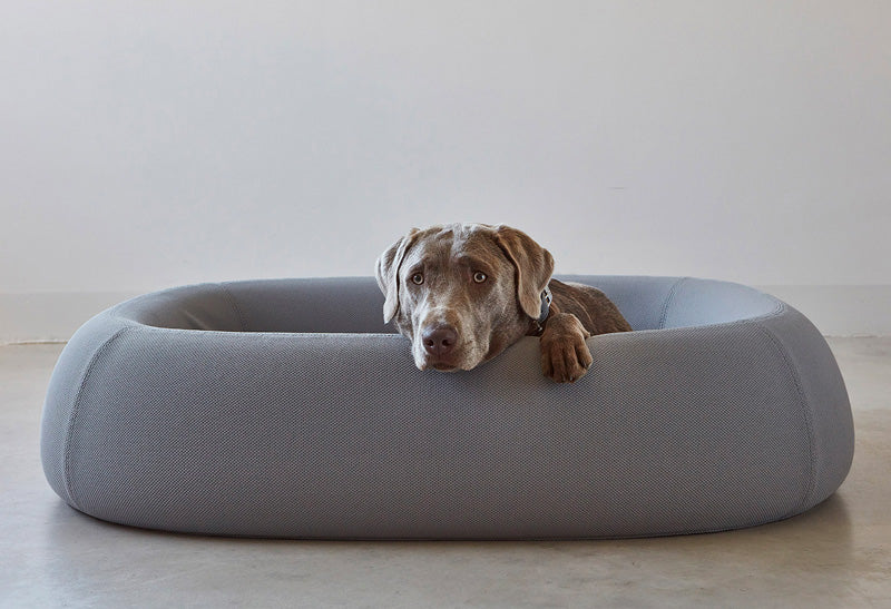 Weimaraner dog sleeping on barca miacara dog bed