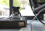 Jack russel sitting on miacara modern dog bed