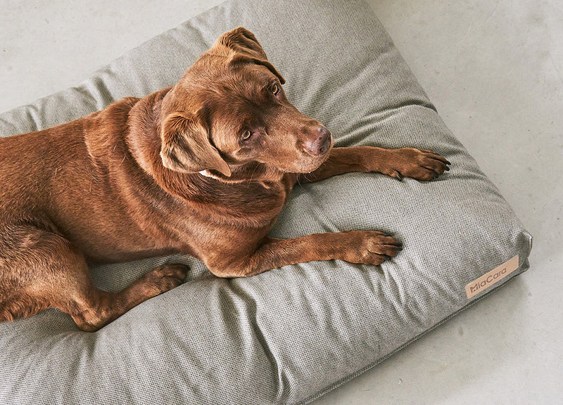 Miacara modern luxury dog bed