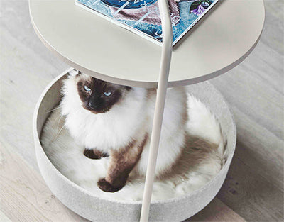 Balinese cat fashion table