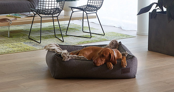 Washable modern miacara dog bed durable and indestructible
