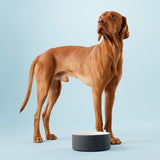 large ridgeback dog with Paikka cool dog bowl