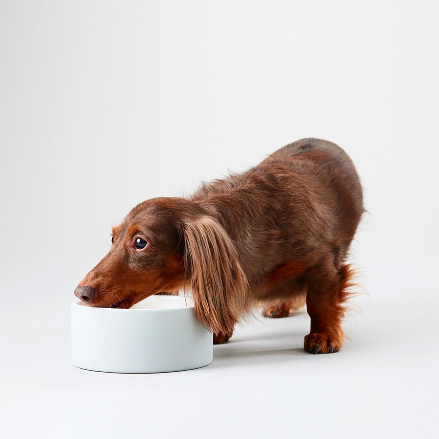 Dachshund puppy drinking water from ceramic Paikka water bowl
