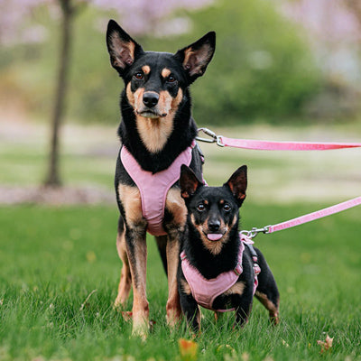 Large size dog and small size mixed breed dog  wearing quality Paikka dog harness