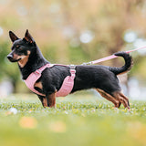 Small dog with long body wearing pink Paikka dog harness
