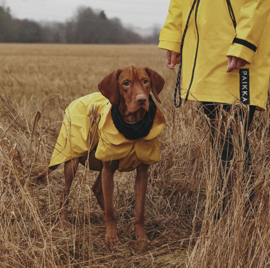 Vizsla dog with yellow rainjacket from Paikka Pets