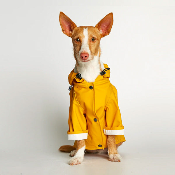 Waterproof yellow dog rain jacket on a cute puppy.