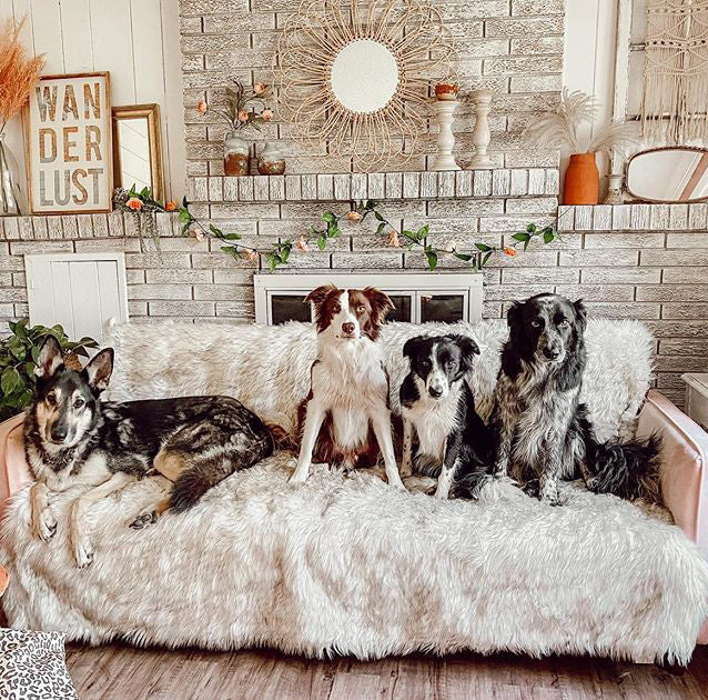Waterproof dog blanket from paw brands