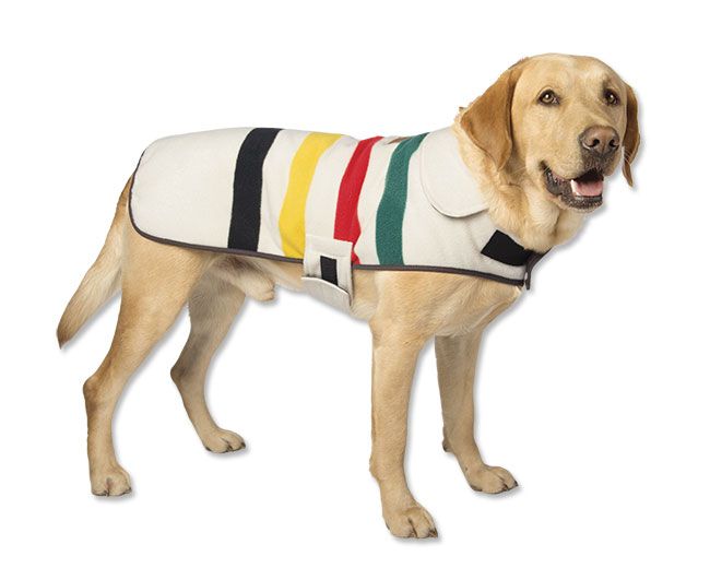 Pendleton Glacier National Park Dog Jacket on a Golden Retriever breed.