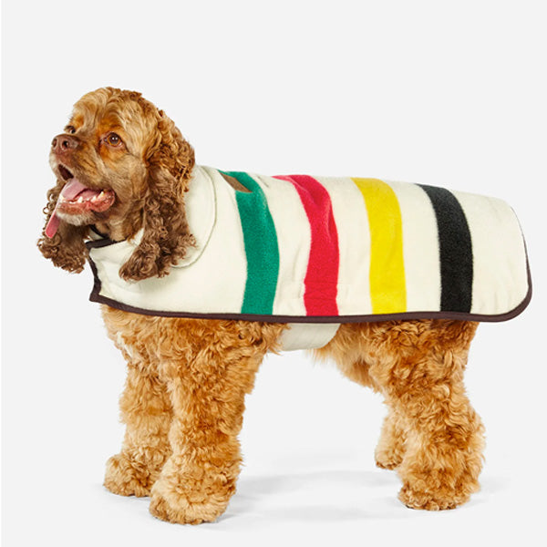 Cocker spaniel wearing a warm Pendleton winter dog coat in Glacier National Park colors.