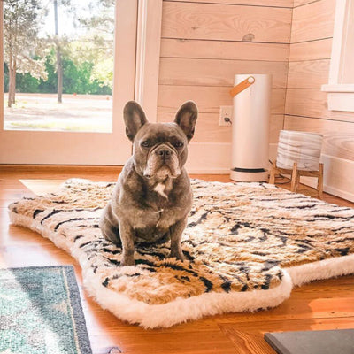 French bulldog sitting on tiger print Puprug dog bed